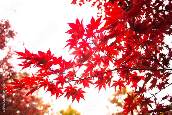 Fototapeta 붉은단풍