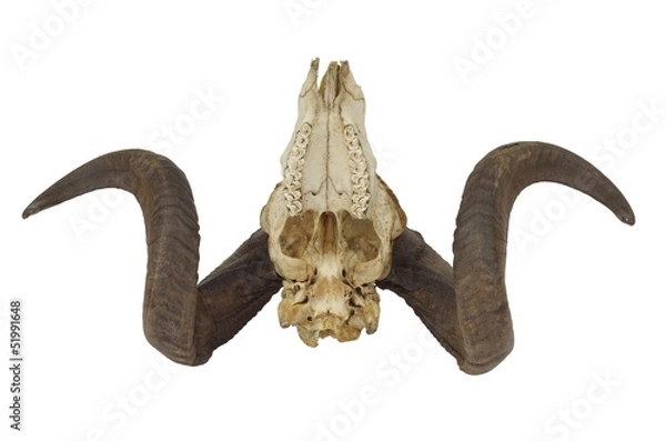 Obraz ram skull with big horn