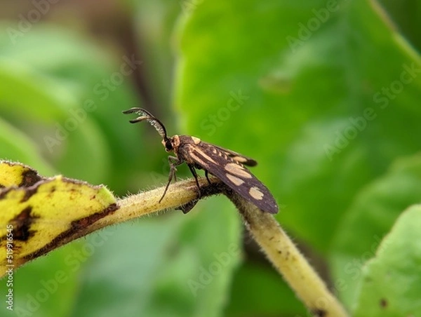 Fototapeta tiger moth on a leaf