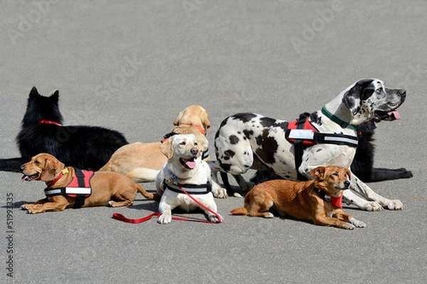 Obraz More therapy dog resting on the asphalt