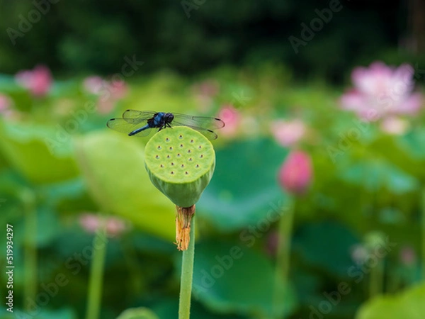 Fototapeta ハス田のシオカラトンボ