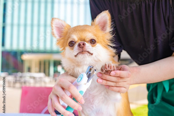Fototapeta 犬の前足を爪切りするトリマー女性