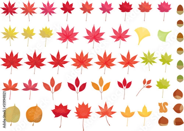 Obraz 秋の紅葉で赤や黄色に色づいたモミジの葉のイラスト