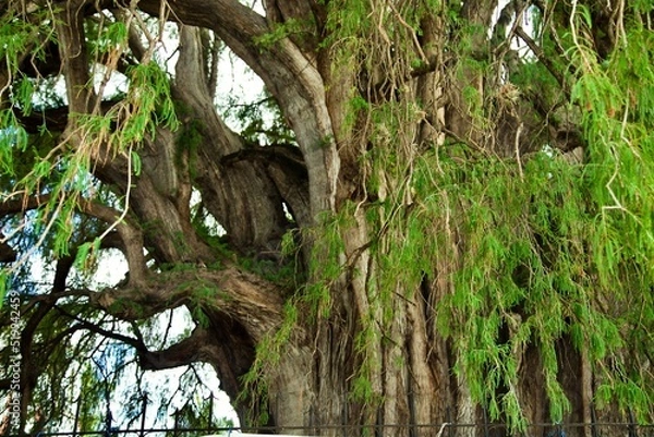 Obraz tree in the woods
