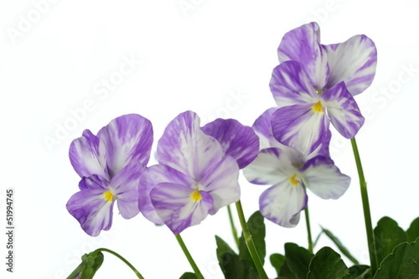 Fototapeta 紫の絞りのヴィオラ