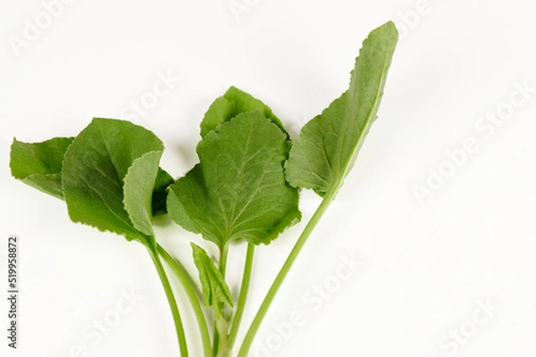 Fototapeta Closeup view of Green Sorrel leaves (rumex vesicarius) on a white background