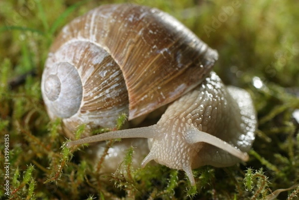 Obraz Escargot 