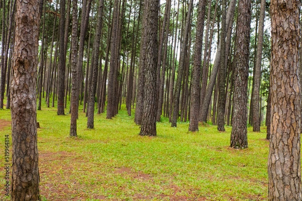 Fototapeta Pine tree garden at Silvicultural Research Station in chiangmai,Suan son Bo Kaew Pine Park.