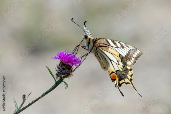 Obraz Machaon (Papilio machaon)
