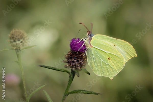 Obraz Citron (Gonepteryx rhamni)
