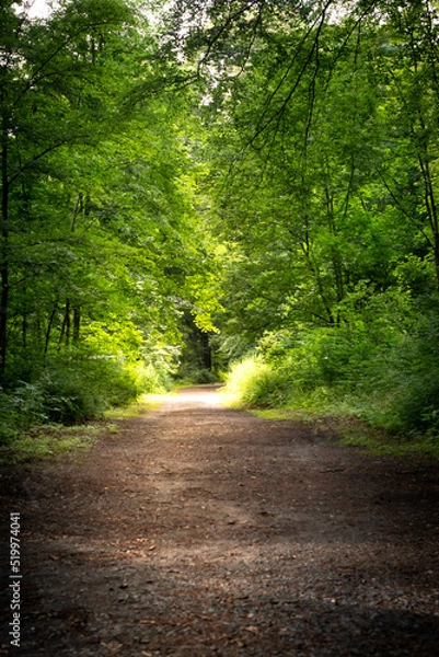Obraz path in the forest