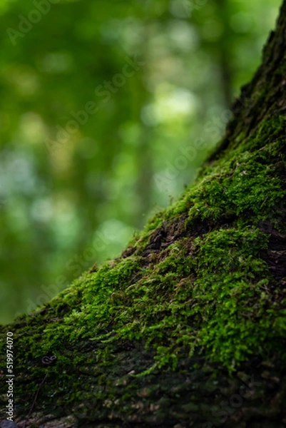 Obraz moss on a tree