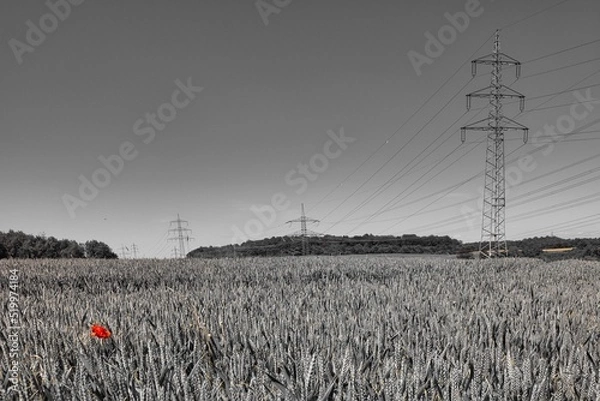Obraz Feld mit einer einzigen Blüte