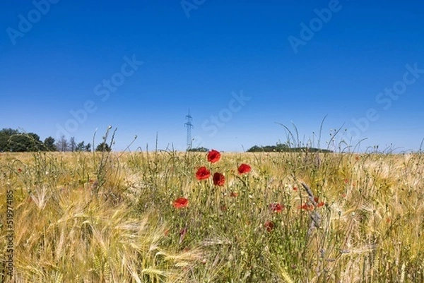 Obraz Feld mit Blumen im Sommer