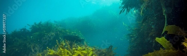 Obraz Underwater Background Very Cool