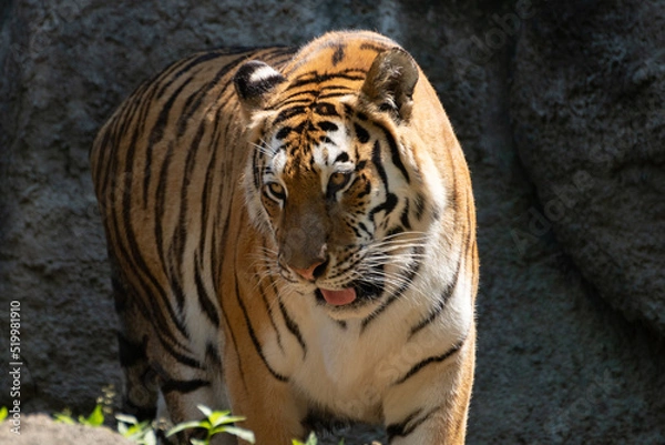 Obraz カッコいいトラ