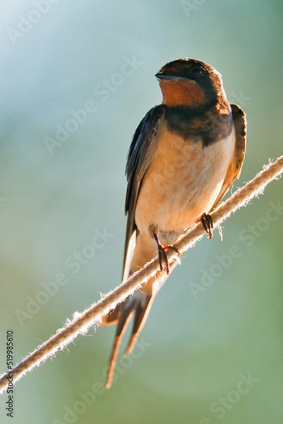 Obraz Barn swallow - Hirundo rustica perching on rope