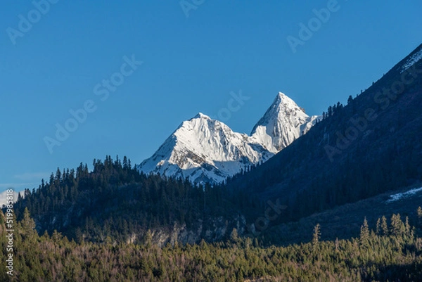 Obraz Fir forest and snow-capped mountain peaks