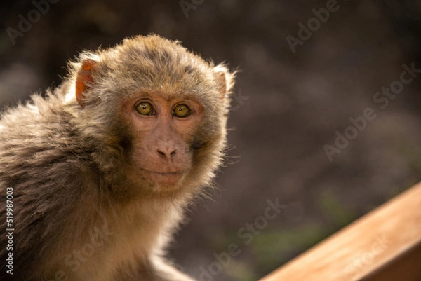 Obraz Tibetan Rhesus Monkey