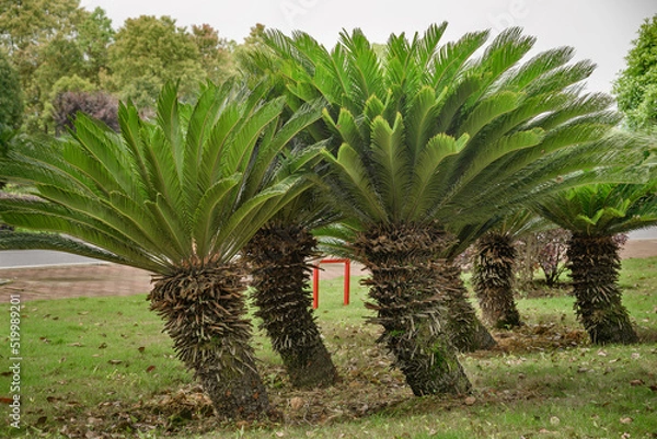 Obraz several sago palm growing on sunny day
