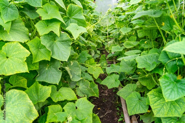 Fototapeta cucumber blooming