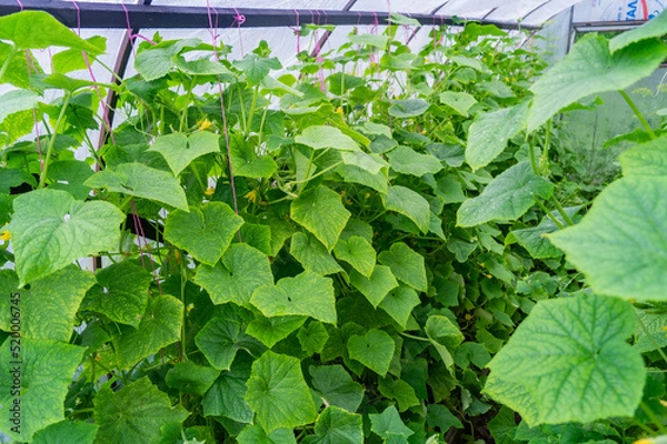 Fototapeta cucumber blooming