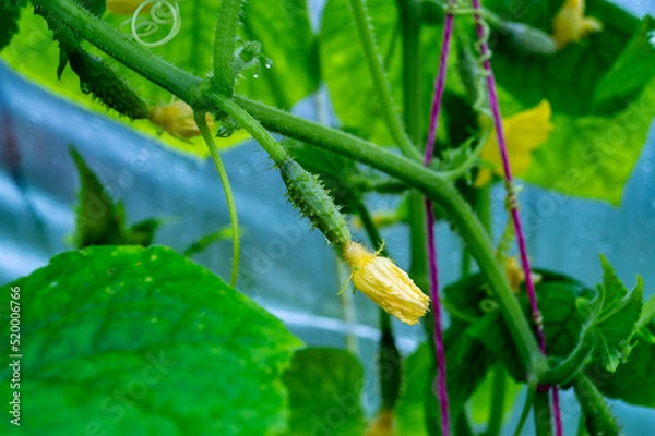 Fototapeta cucumber blooming