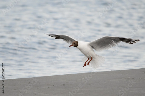 Obraz Cute black-headed gull flies with its wings spread wide against blurred background.
