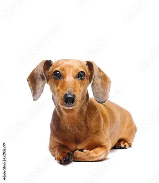 Fototapeta dachshund