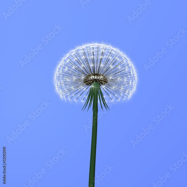 Fototapeta Flover on blue