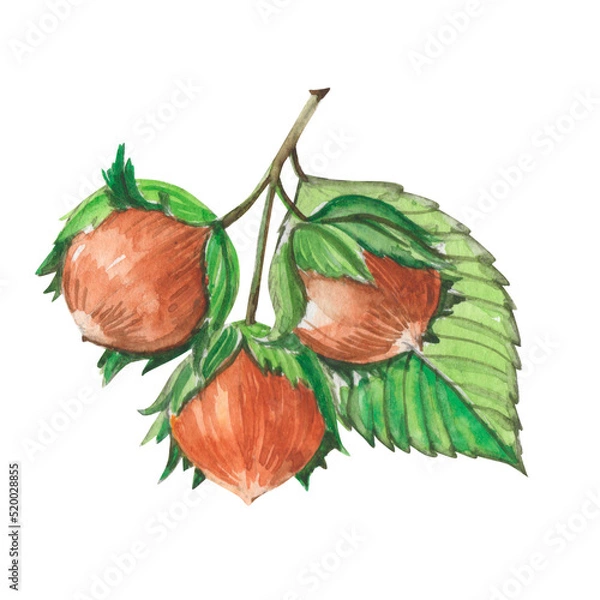 Fototapeta Watercolor branch of hazel tree with hazelnuts. Botanical fall illustration isolated on white.