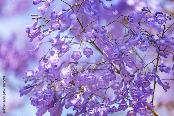 Obraz Close up of Violet blue purple flowers of the Jacaranda Mimosifolia tree, jacaranda, blue jacaranda, black poui, Nupur, fern tree or Sigalon in Israel in the spring.