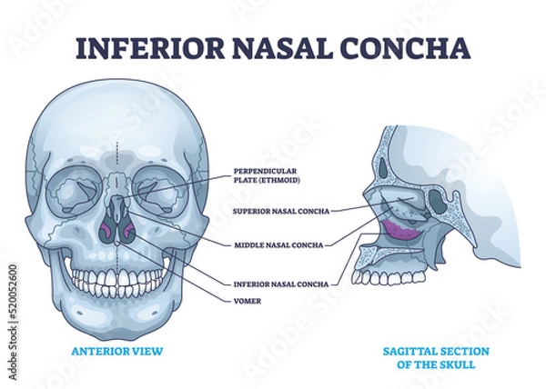 Fototapeta Inferior nasal concha location with human nose area anatomy outline diagram. Labeled educational scheme with medical breathing cavity from anterior and sagittal section of skull vector illustration.