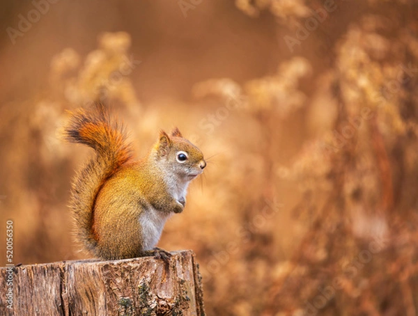 Fototapeta Red Squirrel sitting on a stump in bright fall colours in Ontario, Canada