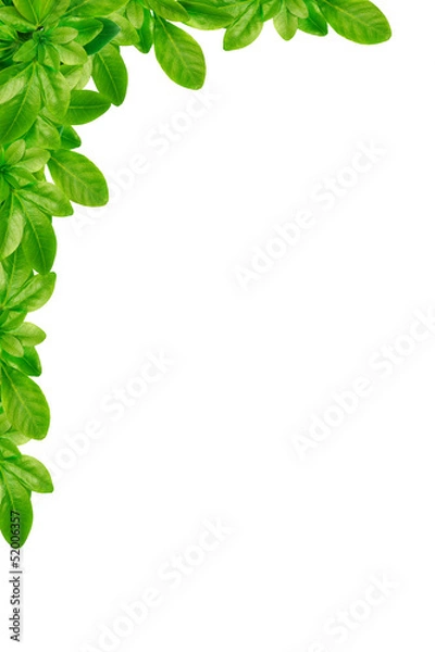 Obraz Green leaves frame