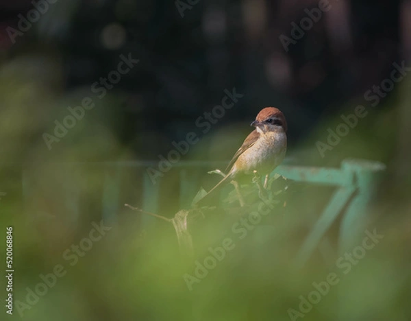 Fototapeta A Brown Shrike perches on a branch while hunting in Kolkata, India