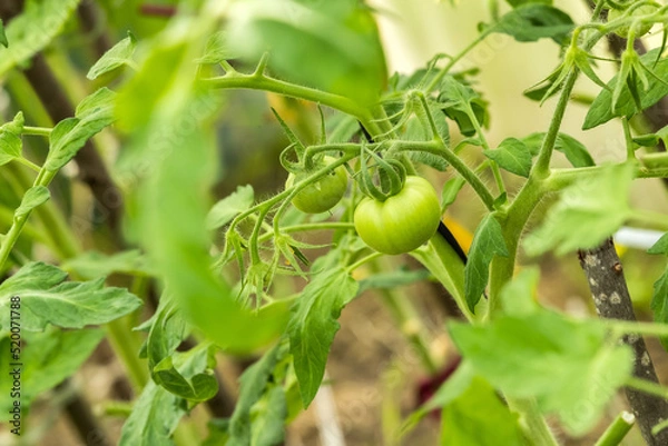 Fototapeta Green tomatoes on the branches