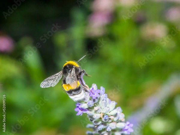 Obraz bumblebee 48