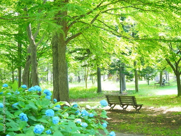 Obraz 夏の北海道風景 豊平公園の白樺林と紫陽花