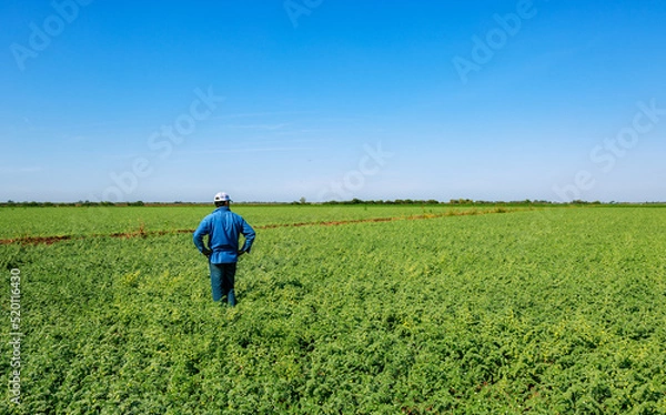 Obraz farmer in field