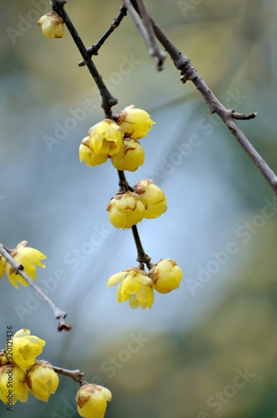 Fototapeta blossoming plum blossom in spring