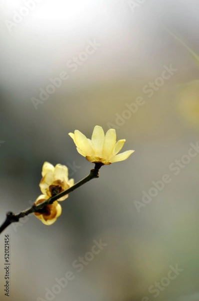 Obraz blossoming plum blossom in spring	