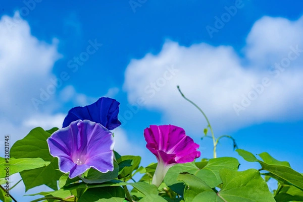 Obraz 朝顔と夏の空