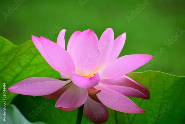 Fototapeta 多胡碑記念館の古代蓮