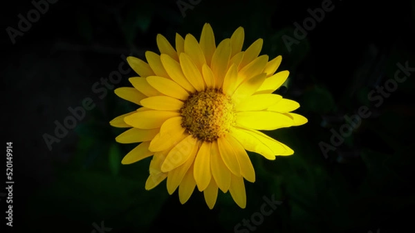 Obraz yellow flower on black background
