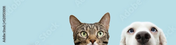 Obraz Banner head pets, cat and dog  hiding. Isolated on blue pastel background.