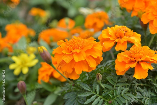 Fototapeta マリーゴールド