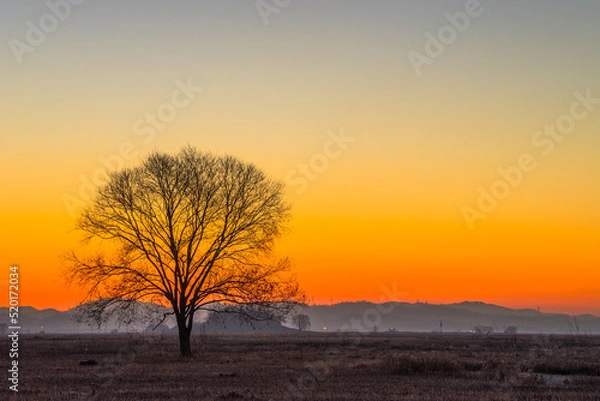 Obraz 우음도, 나무