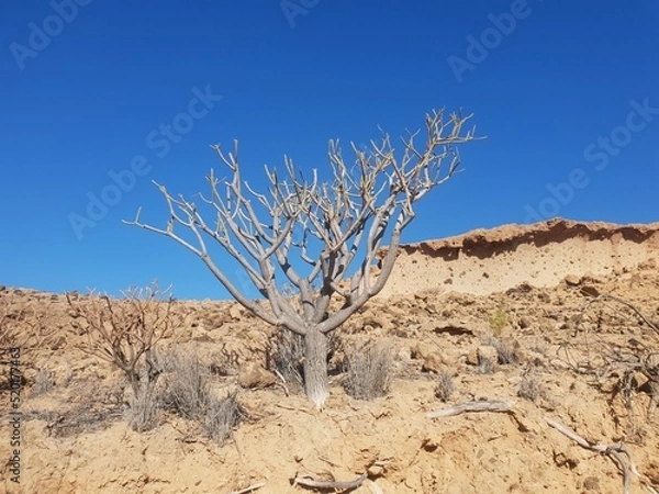 Obraz joshua tree national park