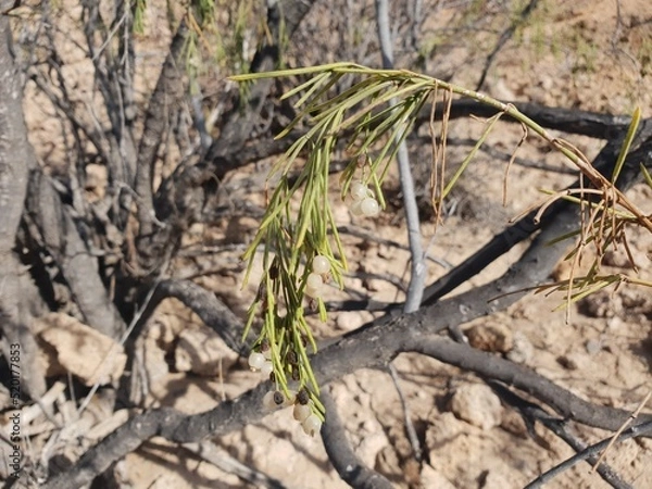 Obraz grass on the ground